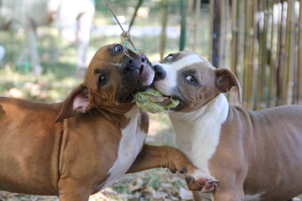 De L'esprit Du Diamant Noir - American Staffordshire Terrier - Portée née le 09/06/2018