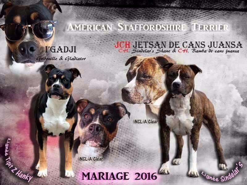 De L'esprit Du Diamant Noir - American Staffordshire Terrier - Portée née le 05/10/2016