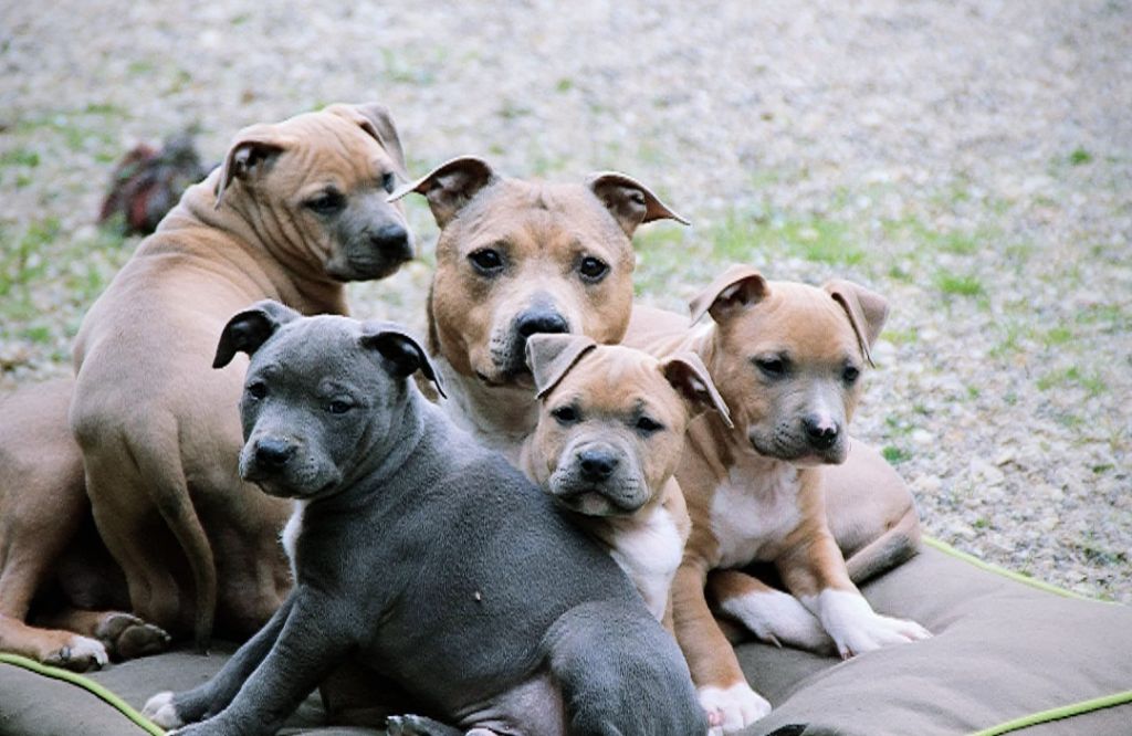 De L'esprit Du Diamant Noir - American Staffordshire Terrier - Portée née le 16/01/2020