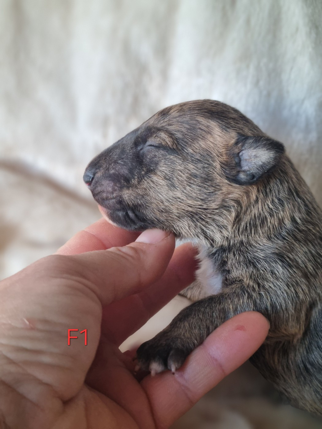 De L'esprit Du Diamant Noir - Bull Terrier Miniature - Portée née le 26/12/2025