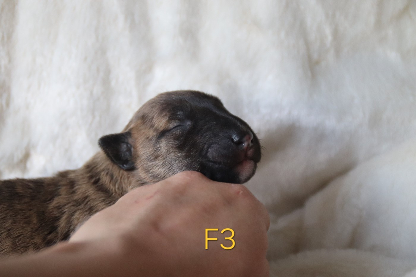 De L'esprit Du Diamant Noir - Chiots disponibles - Bull Terrier Miniature