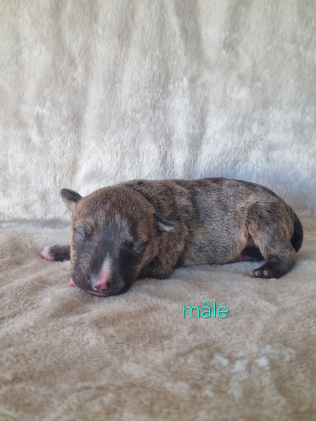 De L'esprit Du Diamant Noir - Chiots disponibles - Bull Terrier Miniature