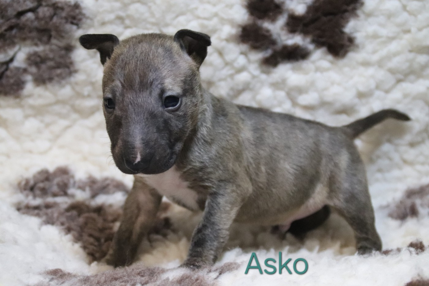 De L'esprit Du Diamant Noir - Chiots disponibles - Bull Terrier Miniature