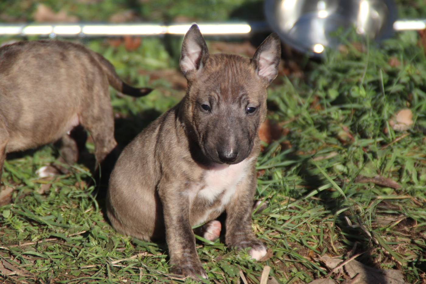 De L'esprit Du Diamant Noir - Chiots disponibles - Bull Terrier Miniature