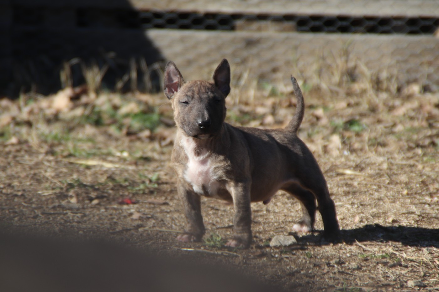 De L'esprit Du Diamant Noir - Chiots disponibles - Bull Terrier Miniature