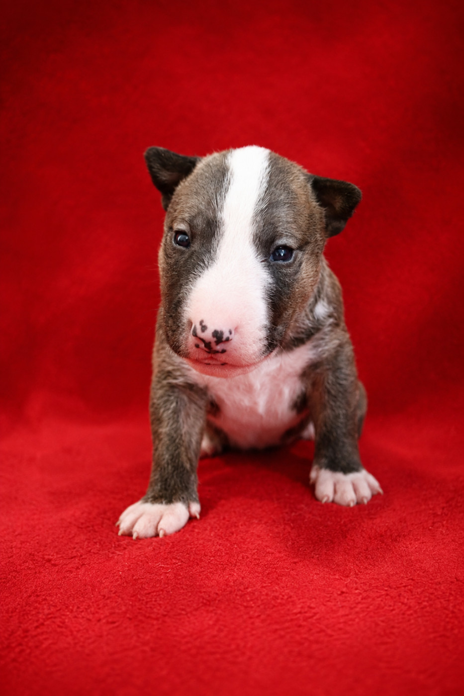 De L'esprit Du Diamant Noir - Chiots disponibles - Bull Terrier Miniature