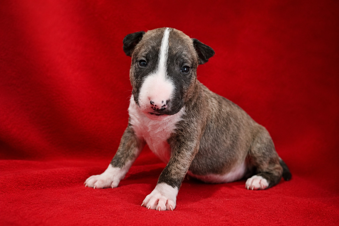De L'esprit Du Diamant Noir - Chiots disponibles - Bull Terrier Miniature