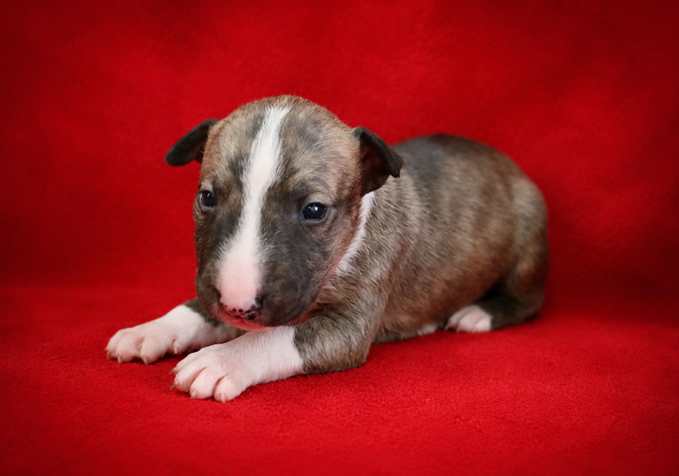 De L'esprit Du Diamant Noir - Chiots disponibles - Bull Terrier Miniature