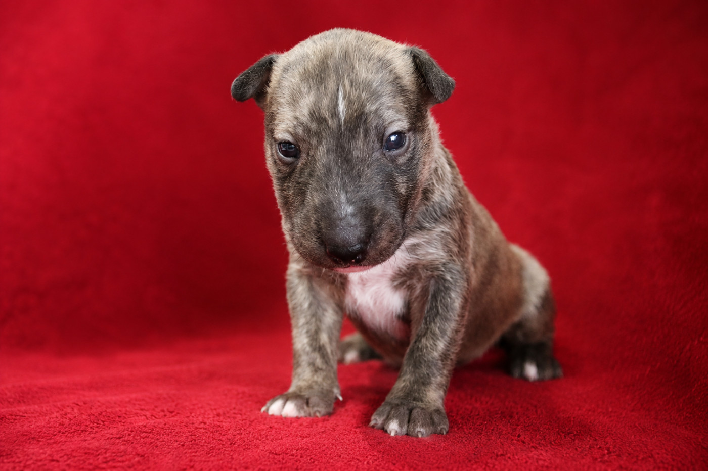 De L'esprit Du Diamant Noir - Chiots disponibles - Bull Terrier Miniature