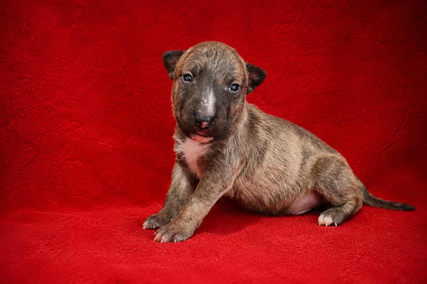 De L'esprit Du Diamant Noir - Chiots disponibles - Bull Terrier Miniature