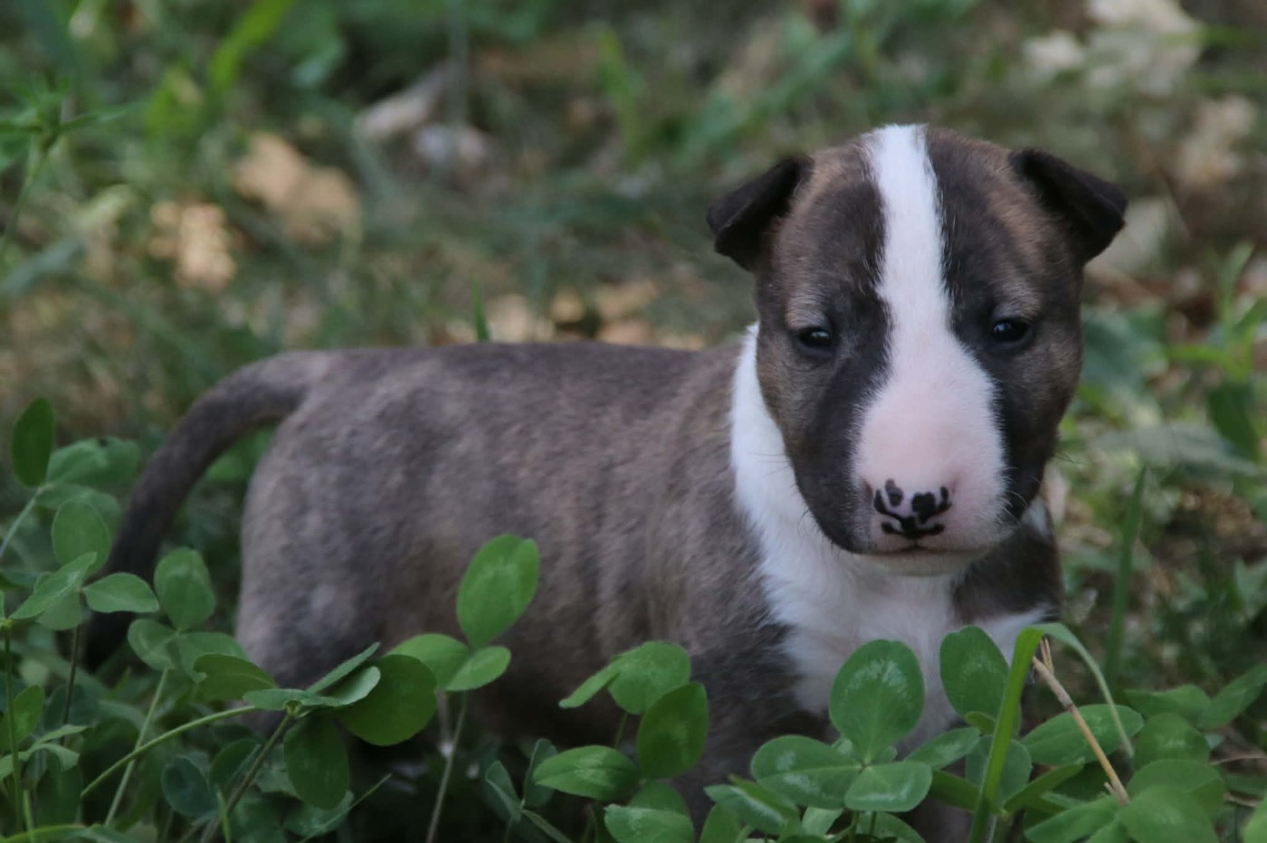 De L'esprit Du Diamant Noir - Chiots disponibles - Bull Terrier Miniature