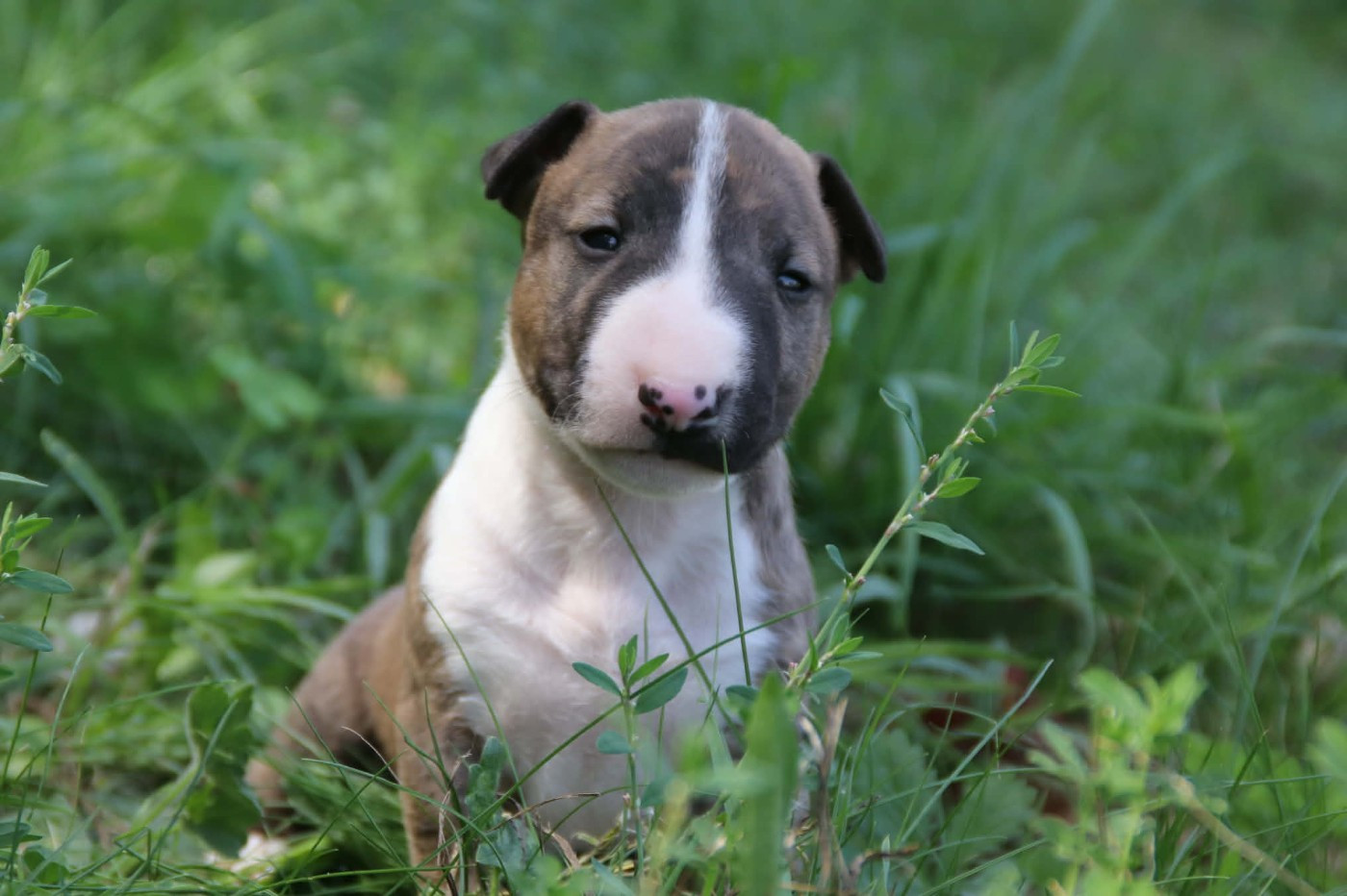 De L'esprit Du Diamant Noir - Chiots disponibles - Bull Terrier Miniature