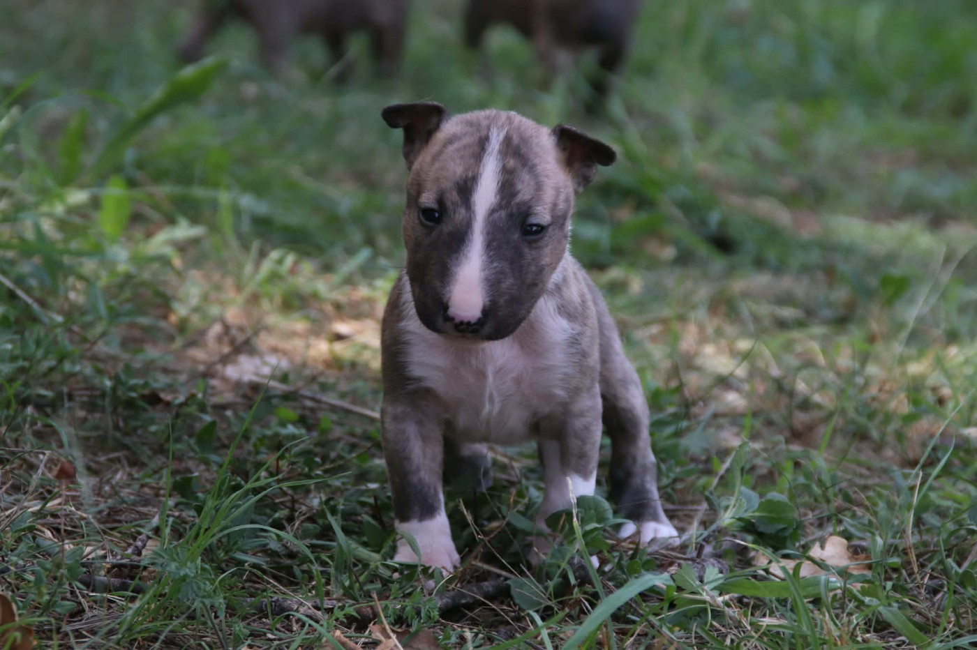 De L'esprit Du Diamant Noir - Chiots disponibles - Bull Terrier Miniature