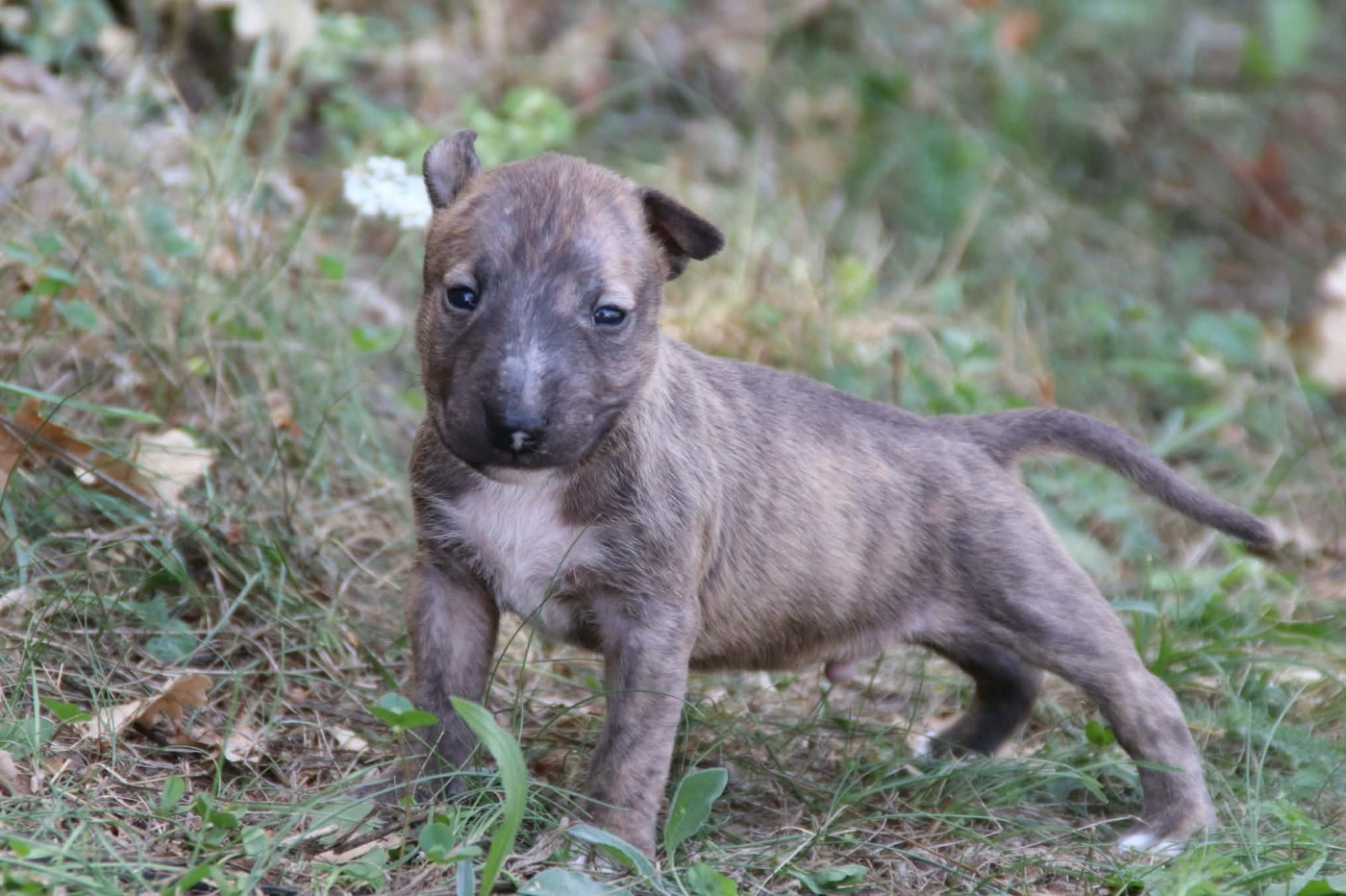 De L'esprit Du Diamant Noir - Chiots disponibles - Bull Terrier Miniature