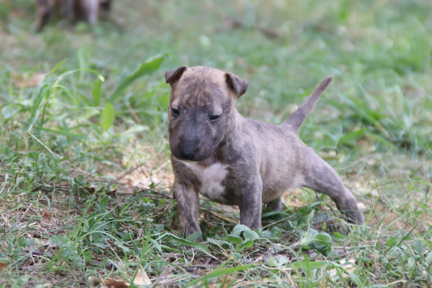 De L'esprit Du Diamant Noir - Chiots disponibles - Bull Terrier Miniature