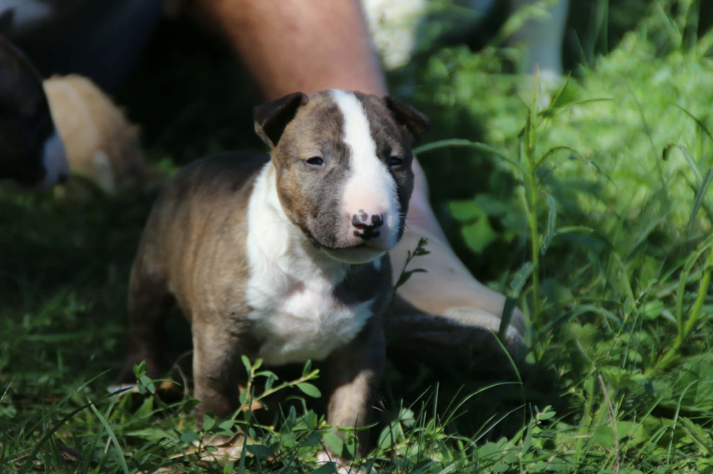 De L'esprit Du Diamant Noir - Chiots disponibles - Bull Terrier Miniature