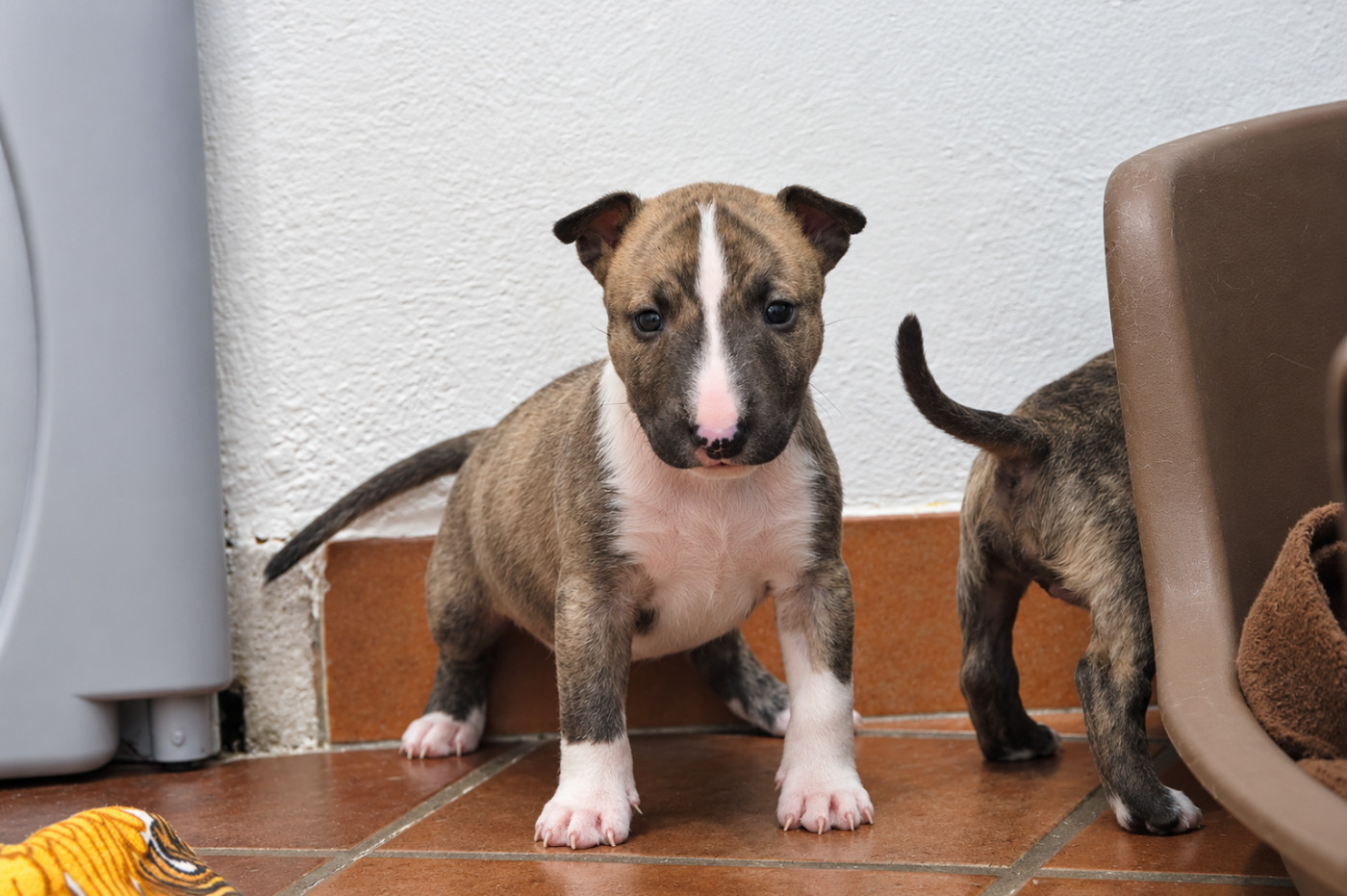 De L'esprit Du Diamant Noir - Chiots disponibles - Bull Terrier Miniature