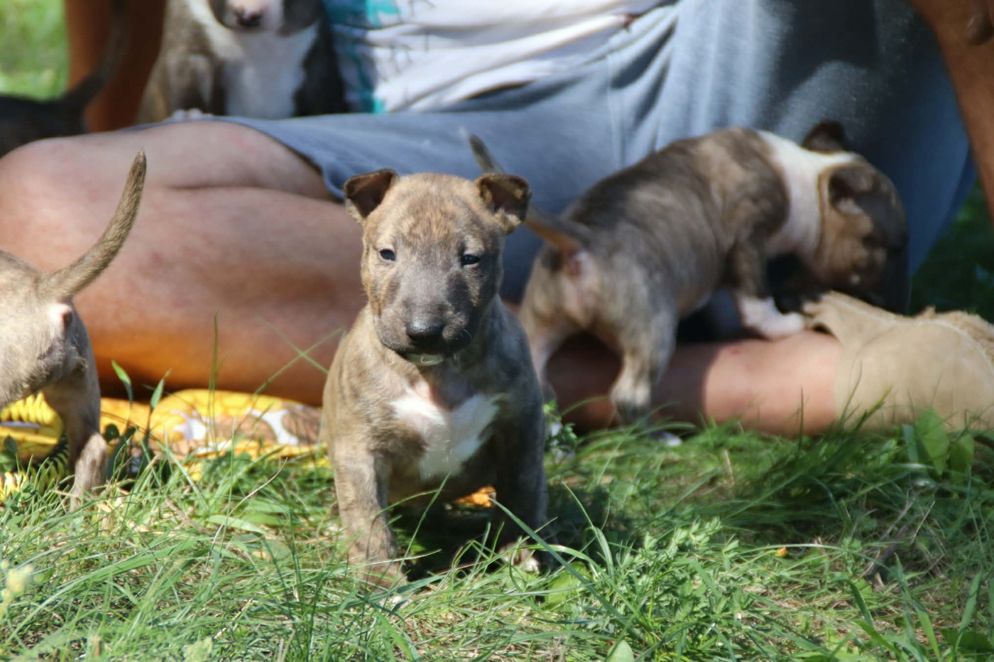 De L'esprit Du Diamant Noir - Chiots disponibles - Bull Terrier Miniature