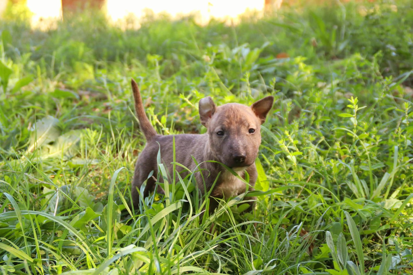 De L'esprit Du Diamant Noir - Chiots disponibles - Bull Terrier Miniature