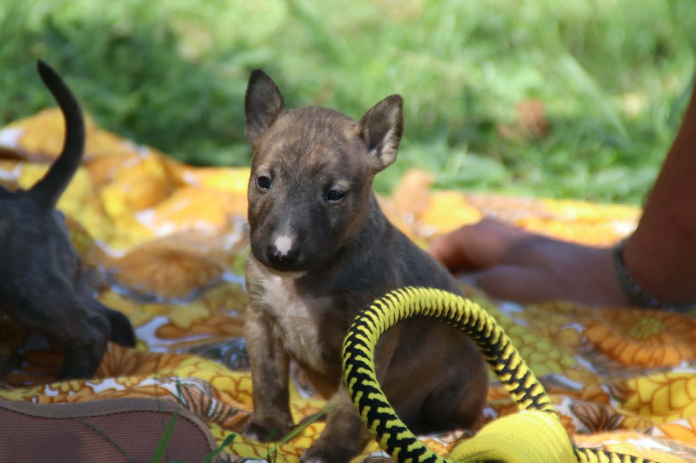 De L'esprit Du Diamant Noir - Chiots disponibles - Bull Terrier Miniature