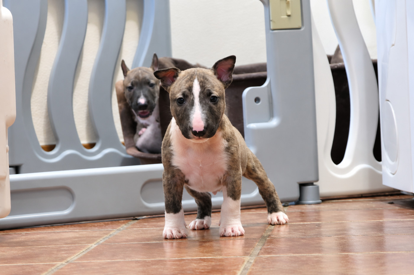 De L'esprit Du Diamant Noir - Chiots disponibles - Bull Terrier Miniature