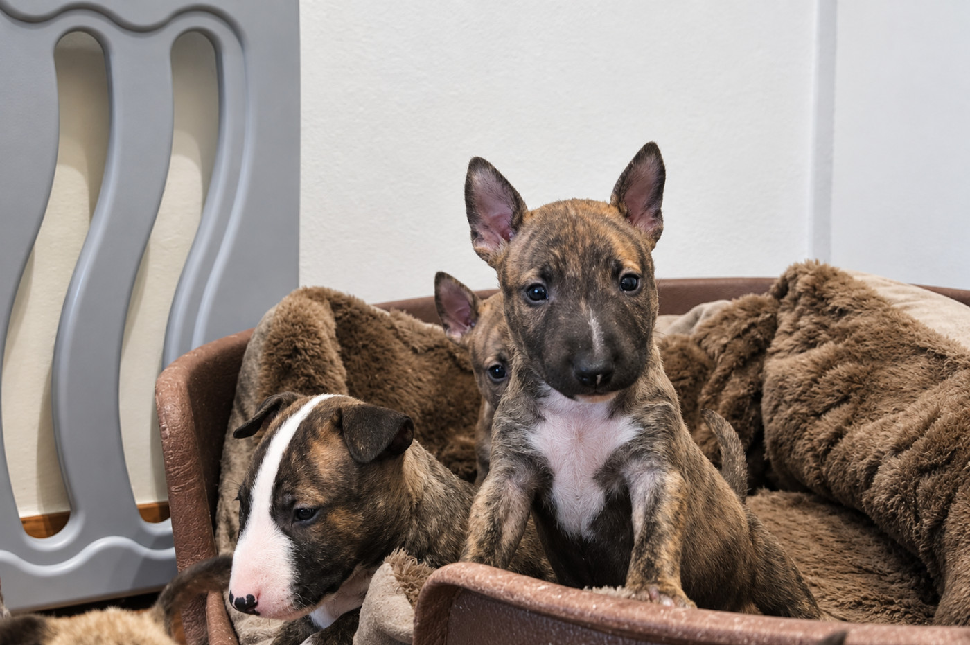 De L'esprit Du Diamant Noir - Chiots disponibles - Bull Terrier Miniature