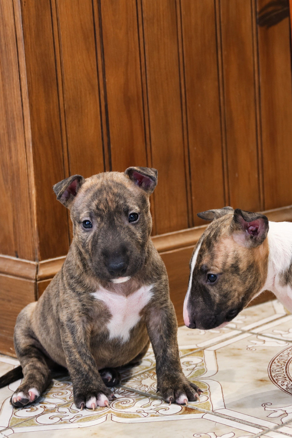 De L'esprit Du Diamant Noir - Chiots disponibles - Bull Terrier Miniature