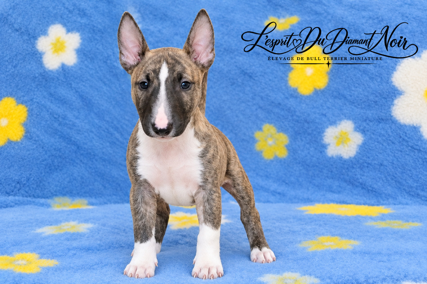 De L'esprit Du Diamant Noir - Chiots disponibles - Bull Terrier Miniature