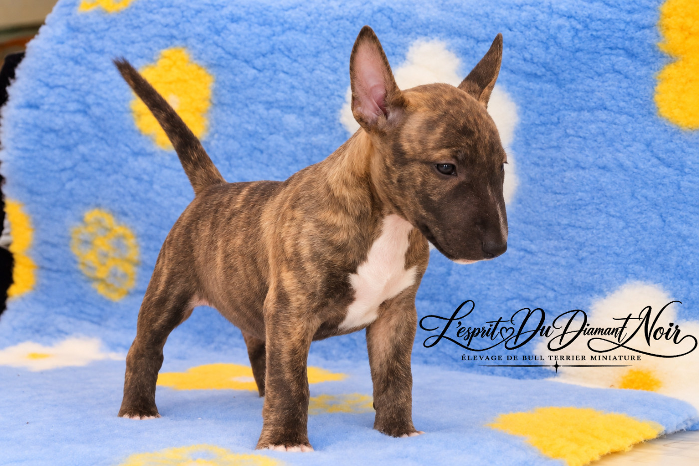 De L'esprit Du Diamant Noir - Chiots disponibles - Bull Terrier Miniature