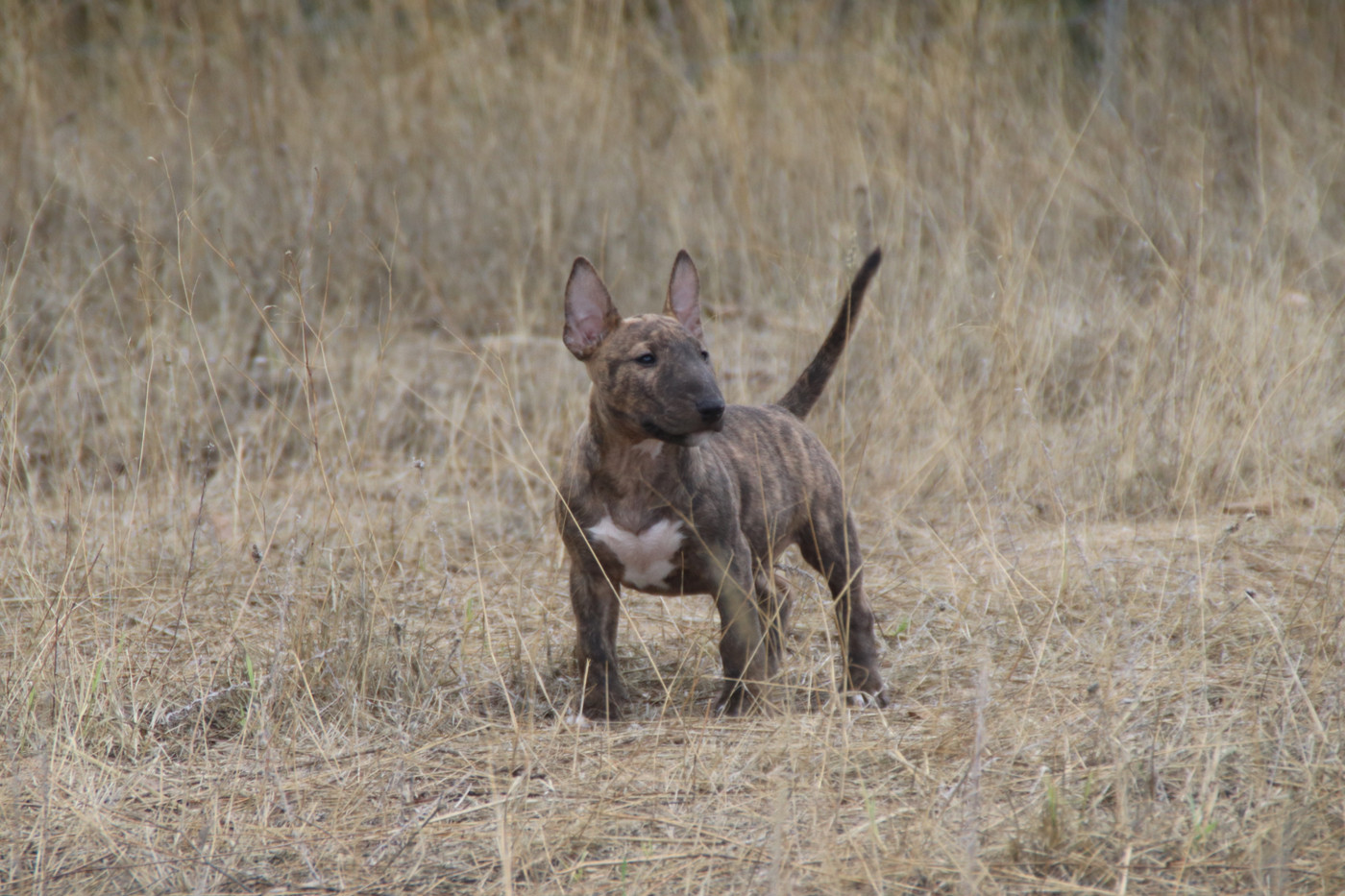 De L'esprit Du Diamant Noir - Chiots disponibles - Bull Terrier Miniature